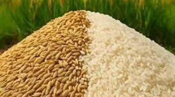 سعر اليوم.. طن الأرز الشعير يتراوح في الأسواق الأحد